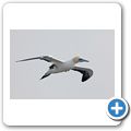 Lamberts Bay - Bird Island Reserve - Kapt&ouml;lpel
