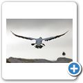 Lamberts Bay - Bird Island Reserve - Kapt&ouml;lpel