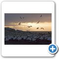 Lamberts Bay - Bird Island Reserve - Kapt&ouml;lpel