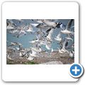 Lamberts Bay - Bird Island Reserve - M&ouml;wen + Seeschwalben