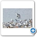 Lamberts Bay - Bird Island Reserve - M&ouml;wen + Seeschwalben