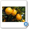 Orangenplantage bei Citrusdal