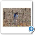 Tanagra Wine + Guest Farm