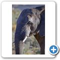 Aquila Game Lodge - Elefant