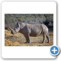 Aquila Game Lodge - Breitmaulnashorn