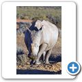 Aquila Game Lodge - Breitmaulnashorn
