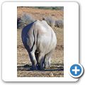 Aquila Game Lodge - Breitmaulnashorn