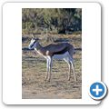 Aquila Game Lodge - Springbock
