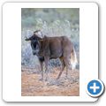 Aquila Game Lodge - Gnu