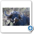 Aquila Game Lodge - Kaffernb&uuml;ffel
