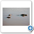 Aquila Game Lodge - Flusspferd