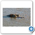 Aquila Game Lodge - Flusspferd