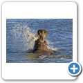 Aquila Game Lodge - Flusspferd