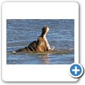 Aquila Game Lodge - Flusspferd