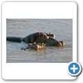 Aquila Game Lodge - Flusspferd