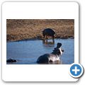 Aquila Game Lodge - Flusspferd