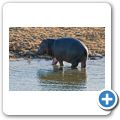 Aquila Game Lodge - Flusspferd