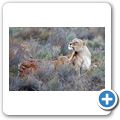 Aquila Game Lodge - L&ouml;we