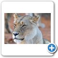 Aquila Game Lodge - L&ouml;we