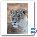 Aquila Game Lodge - L&ouml;we
