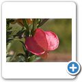 Karoo National Botanical Garden - Lampionblume