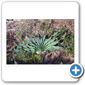 Karoo National Botanical Garden - F&auml;cher Aloe