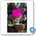 Karoo National Botanical Garden - Lebender Stein (Mittagsblume)
