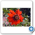 Karoo National Botanical Garden - Schatzblume