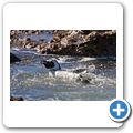 Betty's Bay - Pinguin-Kolonie am Stony Point
