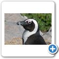 Betty's Bay - Pinguin-Kolonie am Stony Point