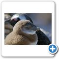 Betty's Bay - Pinguin-Kolonie am Stony Point