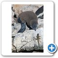 Betty's Bay - Pinguin-Kolonie am Stony Point
