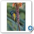 Betty's Bay - Harold Porter National Botanical Garden - Goldbrust Nektarvogel