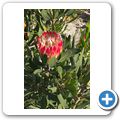Betty's Bay - Harold Porter National Botanical Garden - K&ouml;nigsprotea