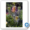 Betty's Bay - Harold Porter National Botanical Garden - Rooistompie