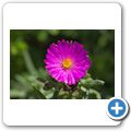 Betty's Bay - Harold Porter National Botanical Garden - Mittagsblume