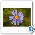Betty's Bay - Harold Porter National Botanical Garden - Kapaster