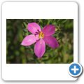 Betty's Bay - Harold Porter National Botanical Garden - Strand-Orphium