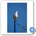 M&ouml;we