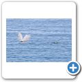 Southern Right Whale