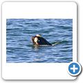 Southern Right Whale