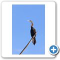 Kleinrievier - Schlangenhalsvogel