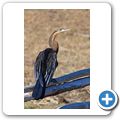 Kleinrievier - Schlangenhalsvogel