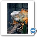 Amazonia - Roter Leguan