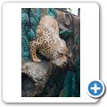 Amazonia - Jaguar