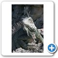Sea Aquarium Park - Gr&uuml;ner Leguan