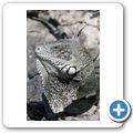 Sea Aquarium Park - Gr&uuml;ner Leguan