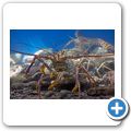 Sea Aquarium Park - Hummer