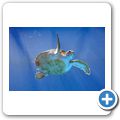 Sea Aquarium Park - Gr&uuml;ne Meeresschildkr&ouml;te