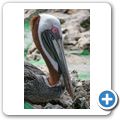 Sea Aquarium Park - Pelikan
